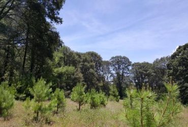 Se Vende Bosque de Pino y Encino, Privado en el área metropolitana de