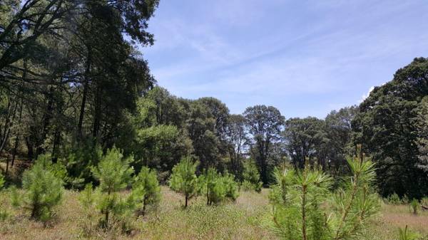 Se Vende Bosque de Pino y Encino, Privado en el área metropolitana de