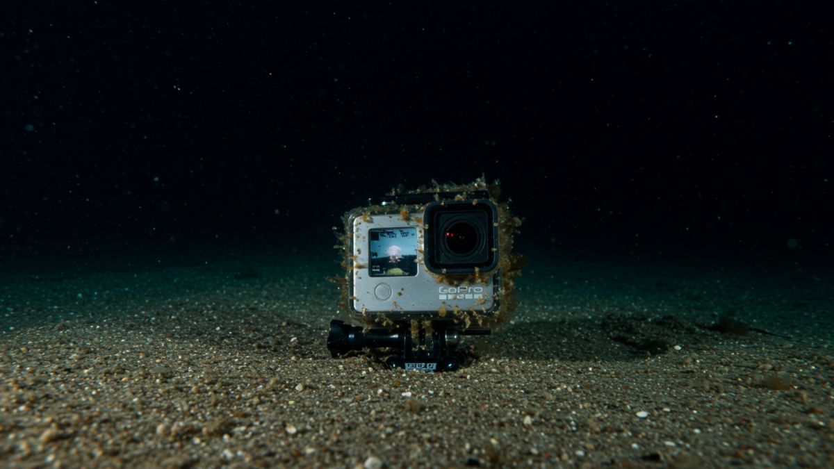 Deja caer una GoPro al océano desde un crucero para mostrar la "terrorífica" realidad: "Ni se te ocurra saltar"