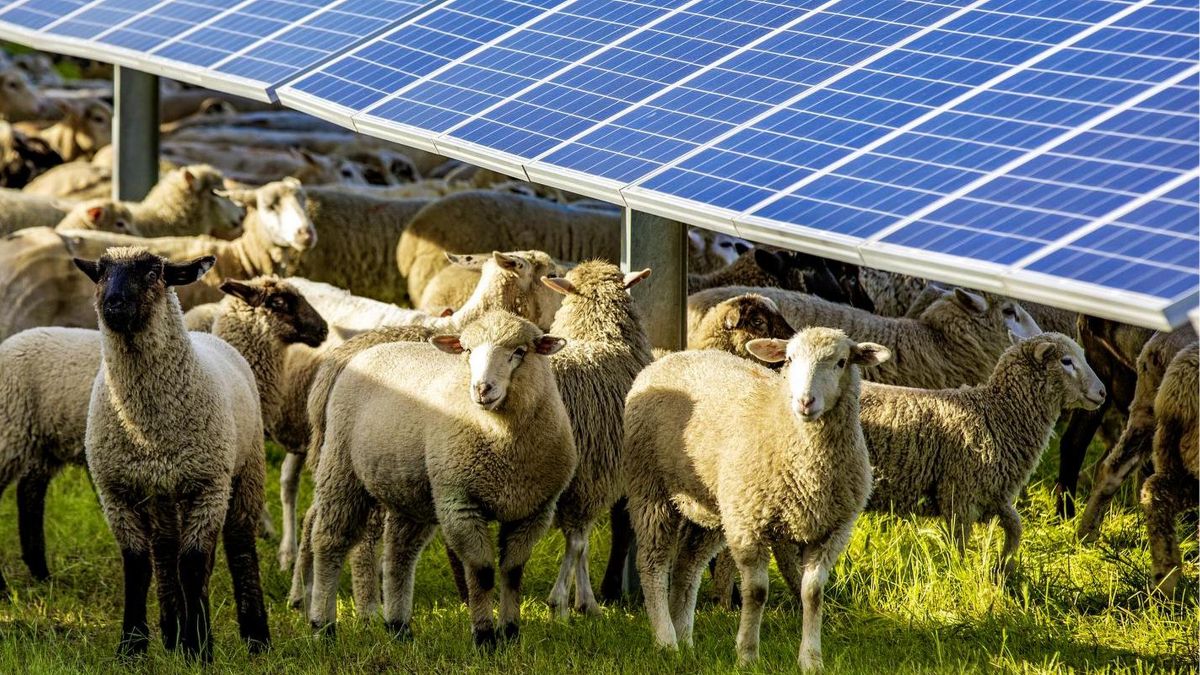 Hallazgo inesperado tras dejar pastar a las ovejas en una granja de paneles solares durante tres años